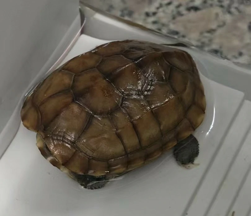 小乌龟